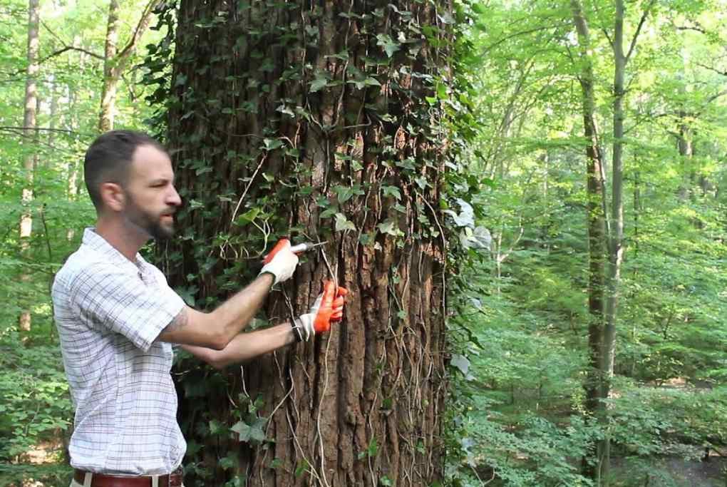 Best Practices for Ivy Removal