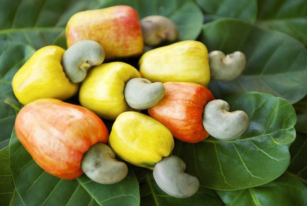 Cashew Nuts and Apples