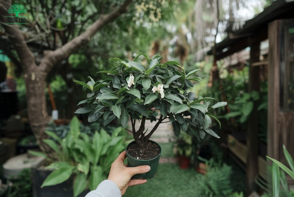 Choosing the Right Fukien Tea Tree