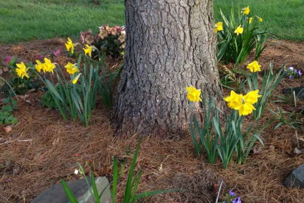 Daffodils Under Pine Tree