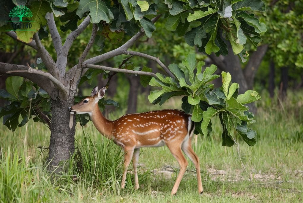 Do Deer Eat Fig Trees