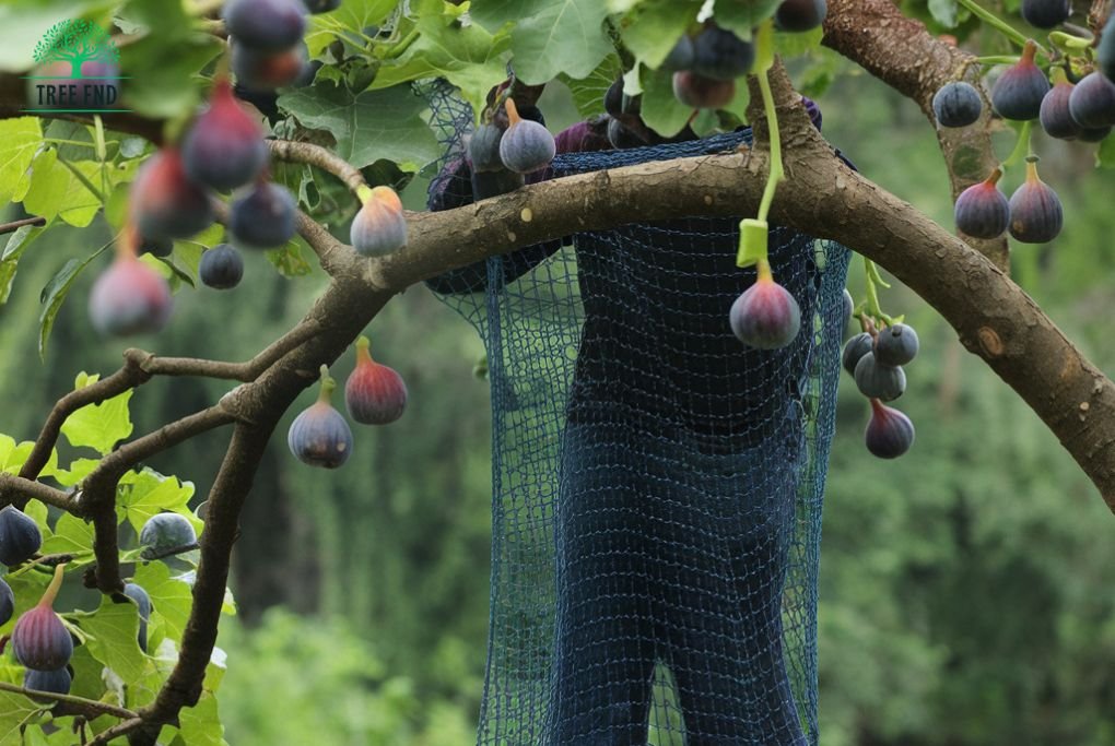 Fig Trees