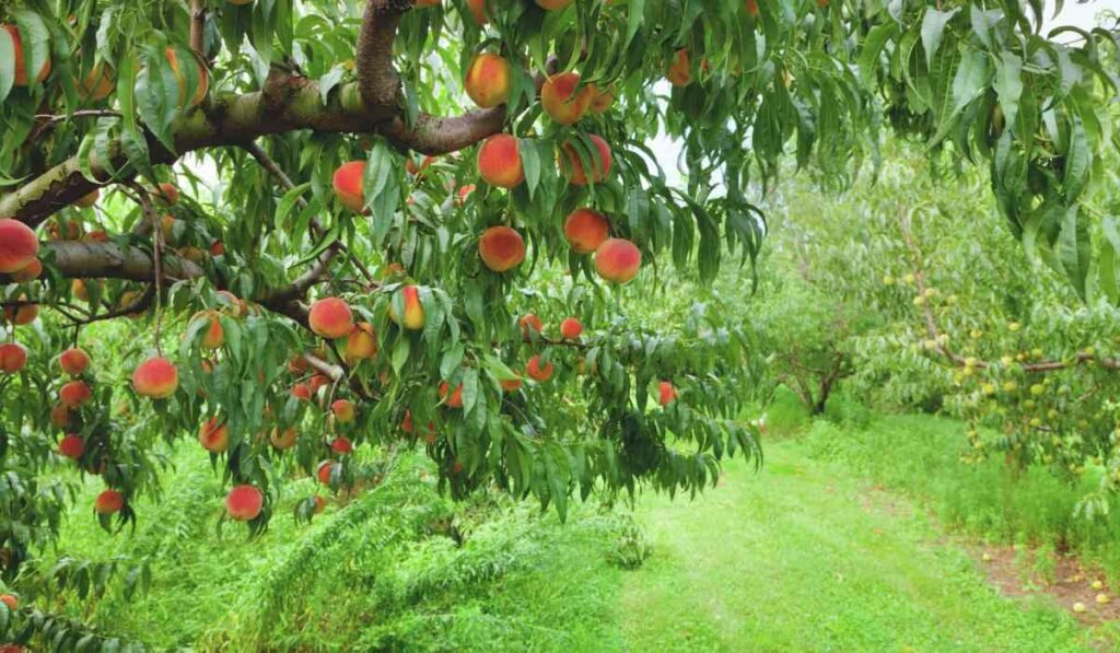 Do You Need Two Peach Trees to Produce Fruit