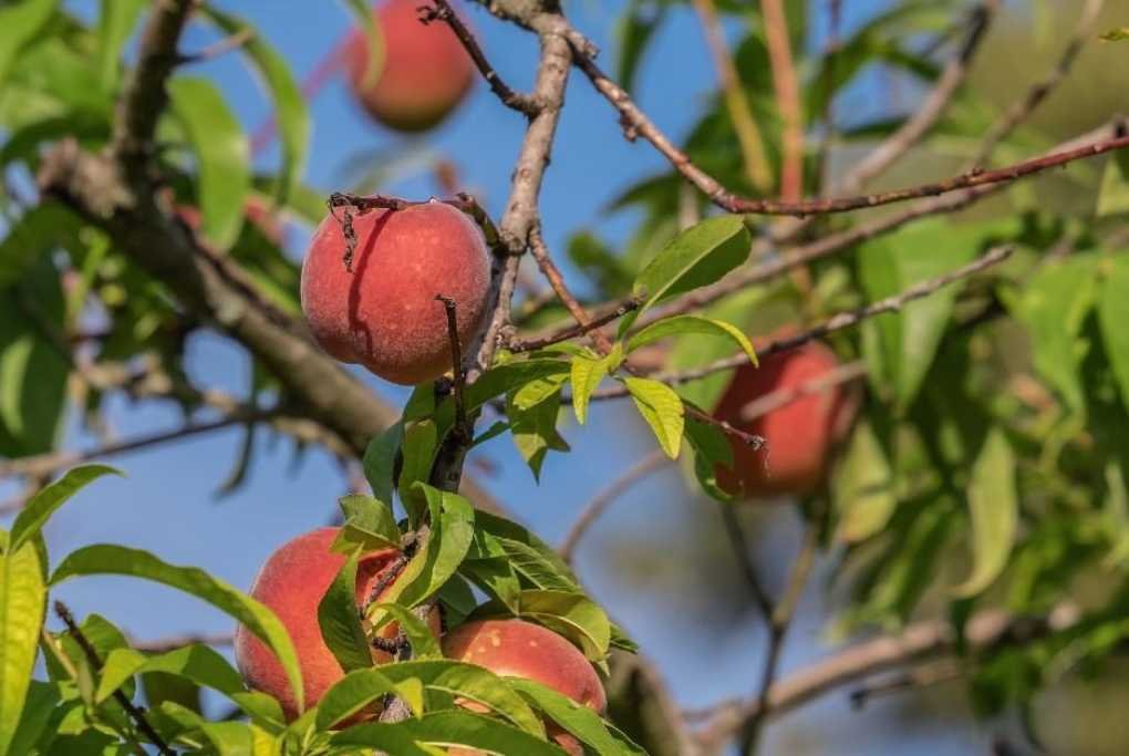 Do You Need Two Peach Trees to Produce Fruit