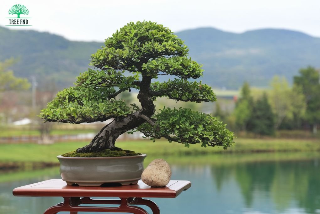 Fukien Tea Tree Bonsai care