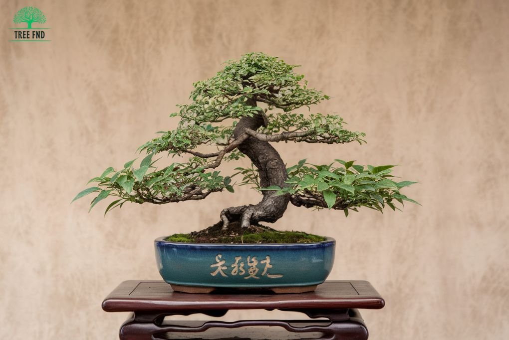 Fukien Tea Tree Bonsai care