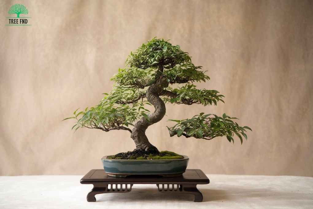 Fukien Tea Tree Bonsai care