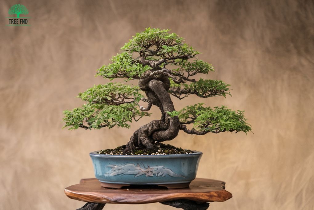 Fukien Tea Tree