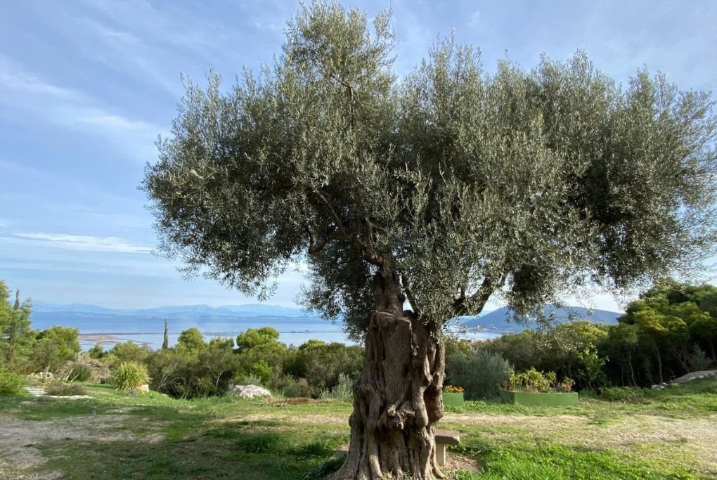 How Long Can an Olive Tree Live