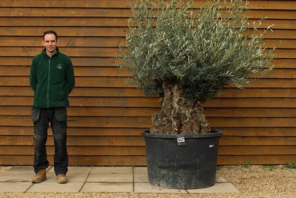 How long can an olive tree live