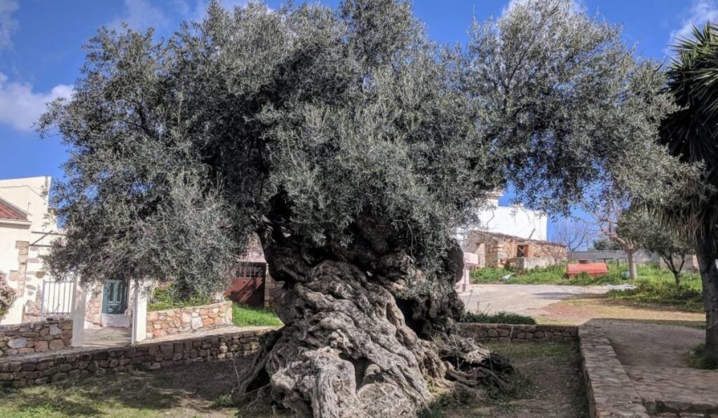 How long can an olive tree live