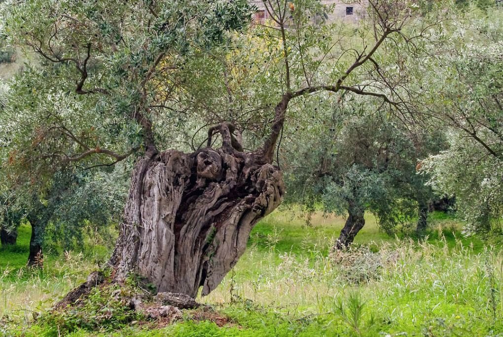 How long can an olive tree live