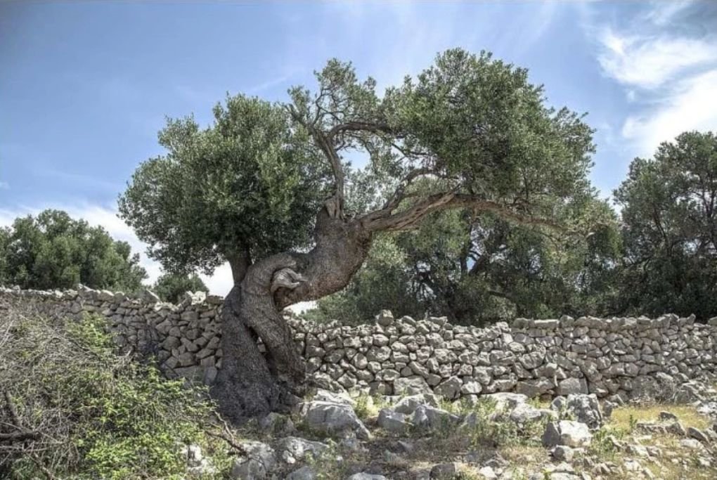 How long can an olive tree live