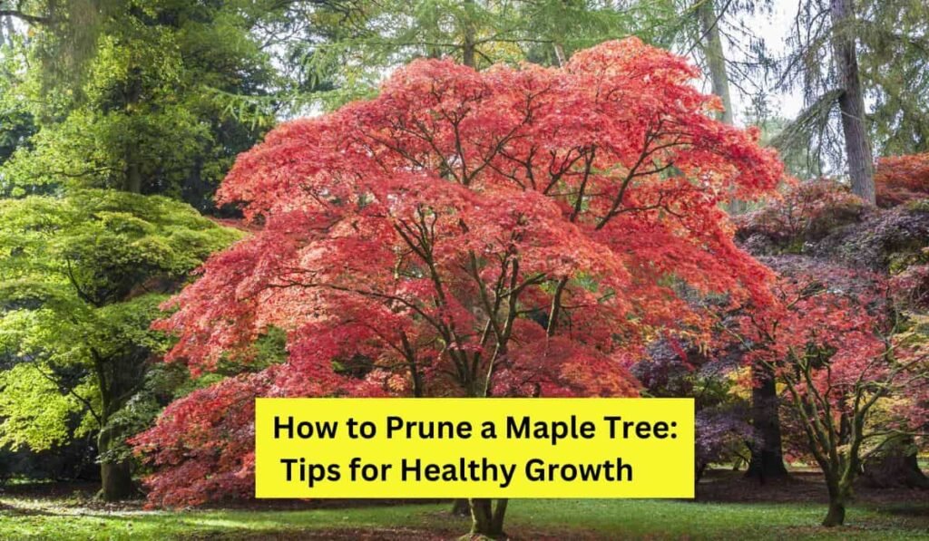 How to Prune a Maple Tree