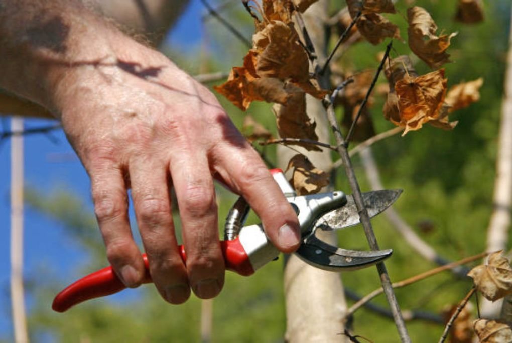 How to Prune a Maple Tree