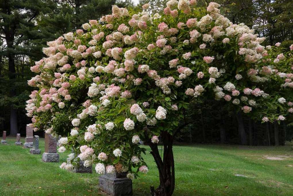 Hydrangea Trees