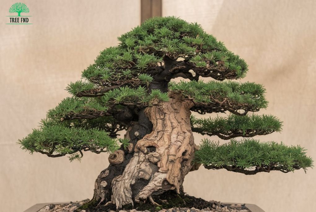 Juniper Bonsai Tree Care