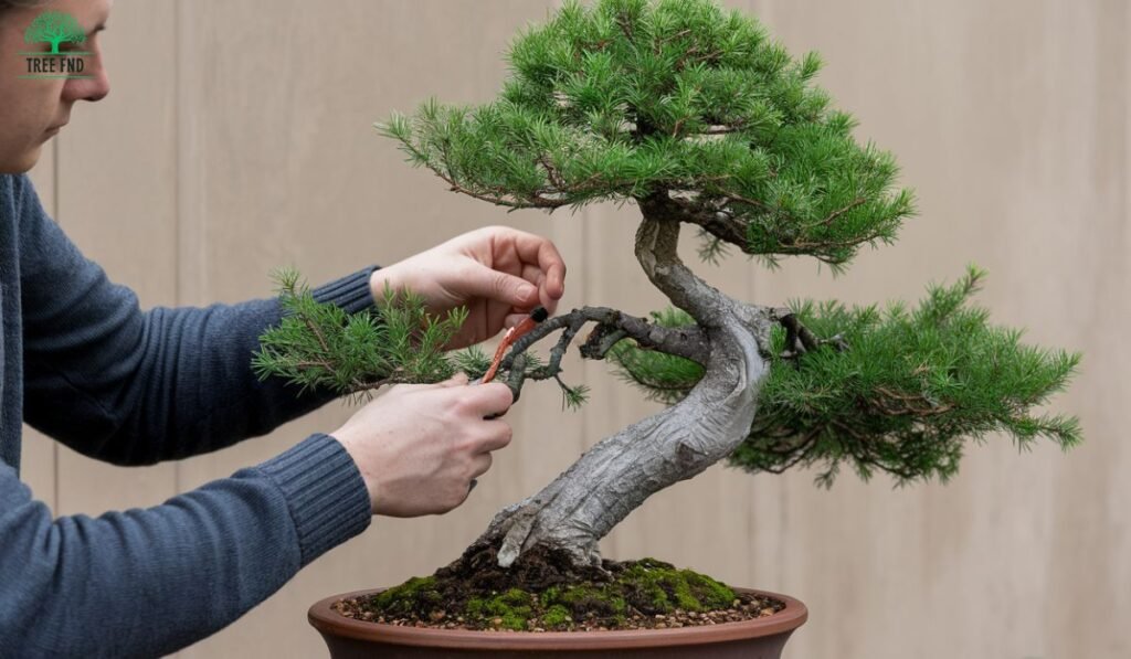 Juniper Bonsai Tree Care