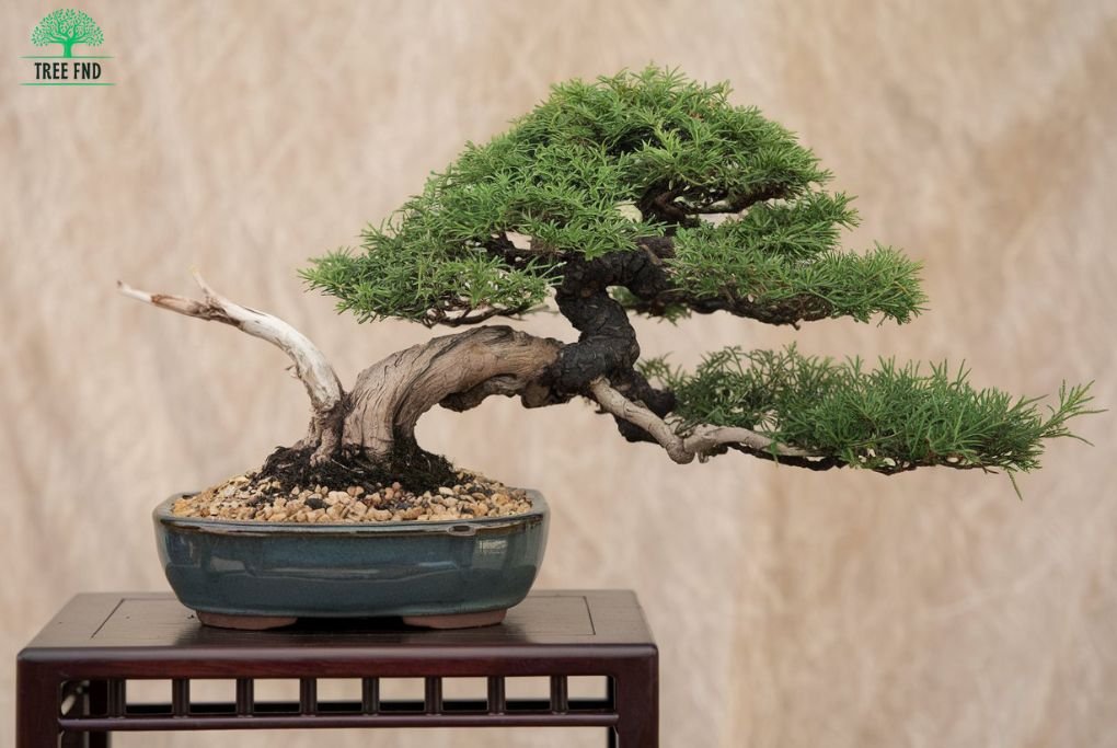 Juniper Bonsai Tree Care