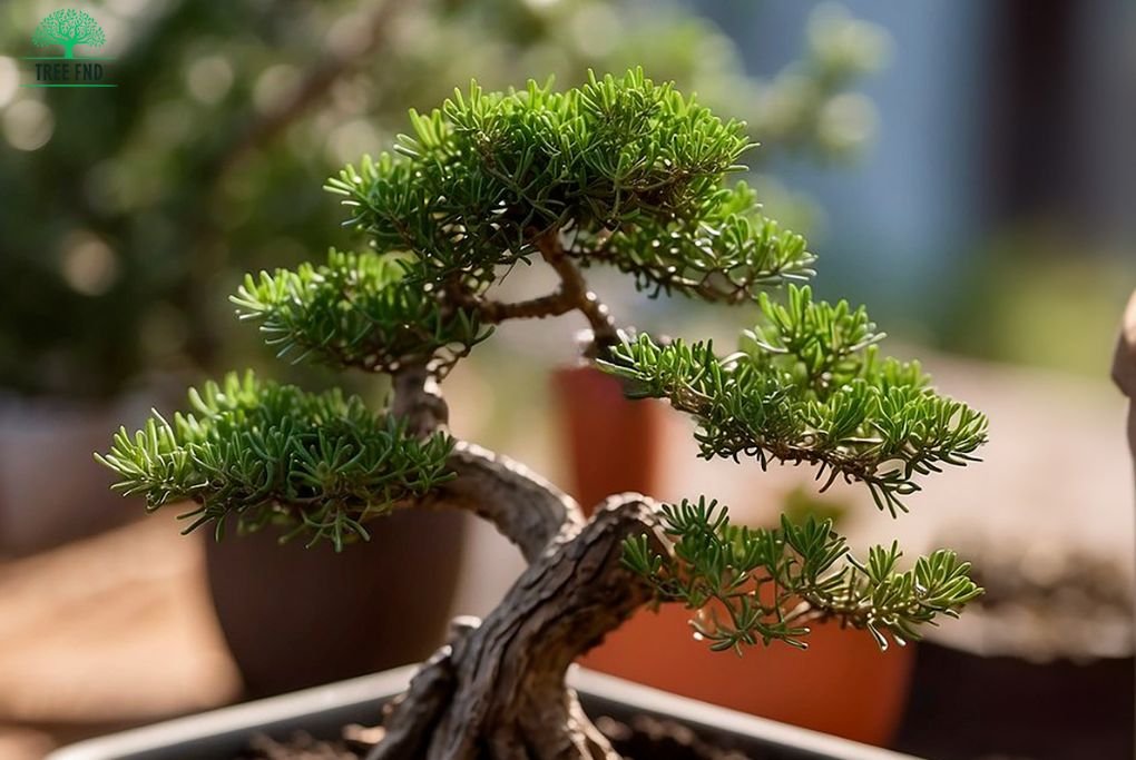 Juniper Bonsai Tree Care