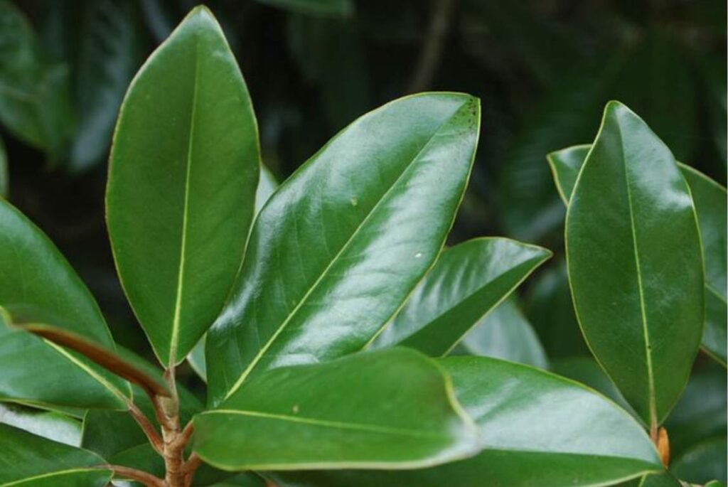 Magnolia Leaves