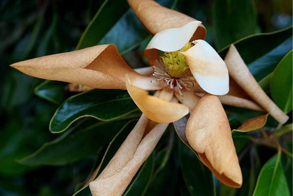 Magnolia Trees by Leaves