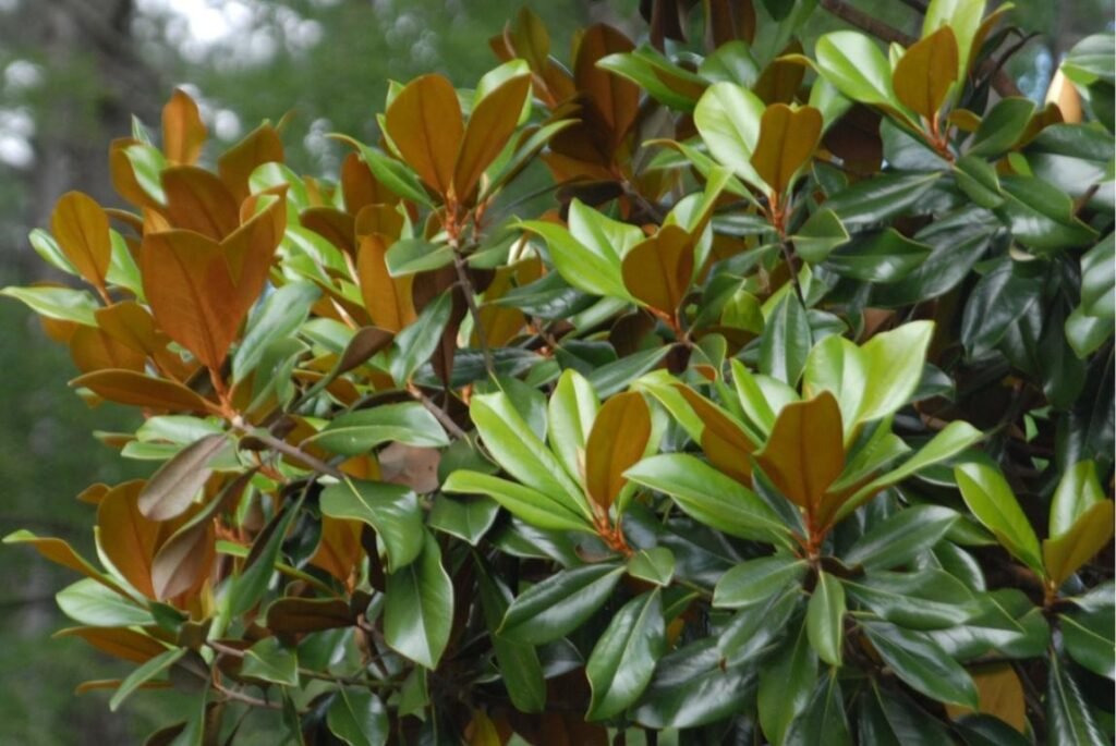 Magnolia tree leaf