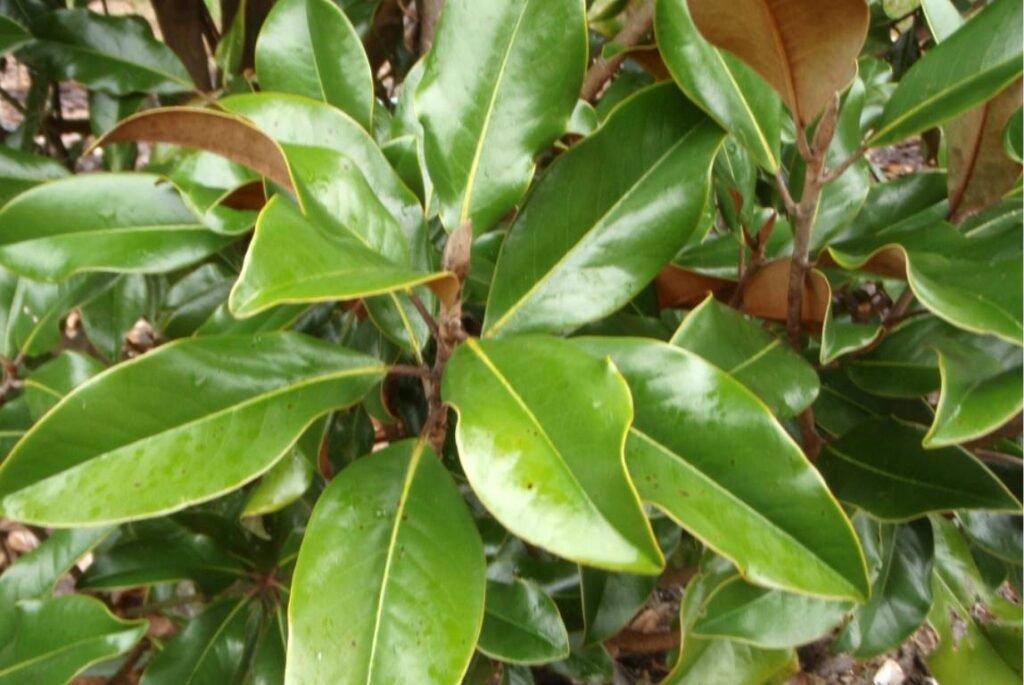 Magnolia tree leaf identification