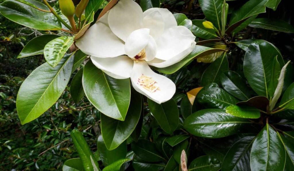 Magnolia tree leaf identification