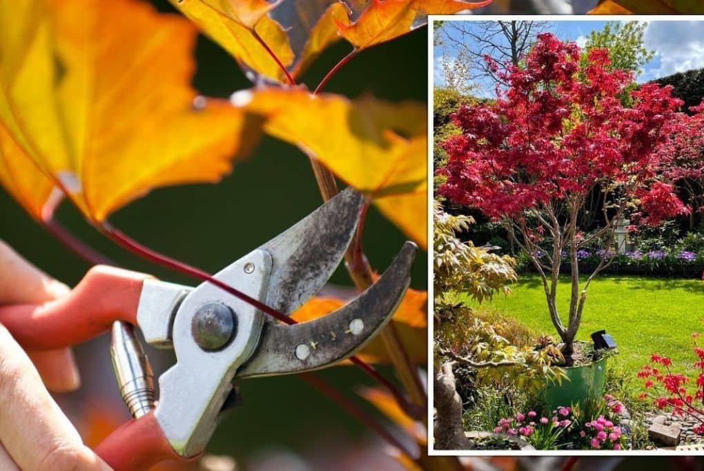 Maple Pruning Techniques