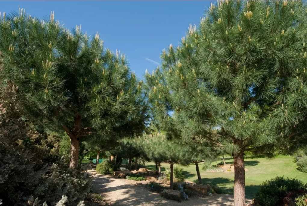 Understanding the Pine Tree Environment