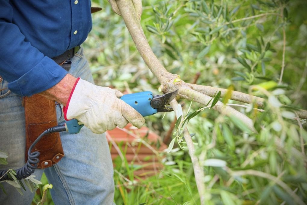 Pruning Techniques olive tree