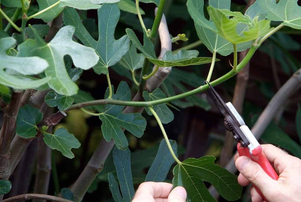 Pruning fig trees