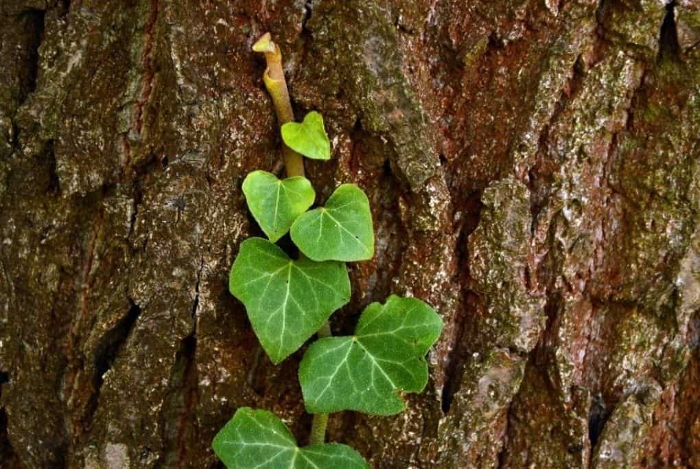 Scientific Studies on Ivy and Tree Mortality