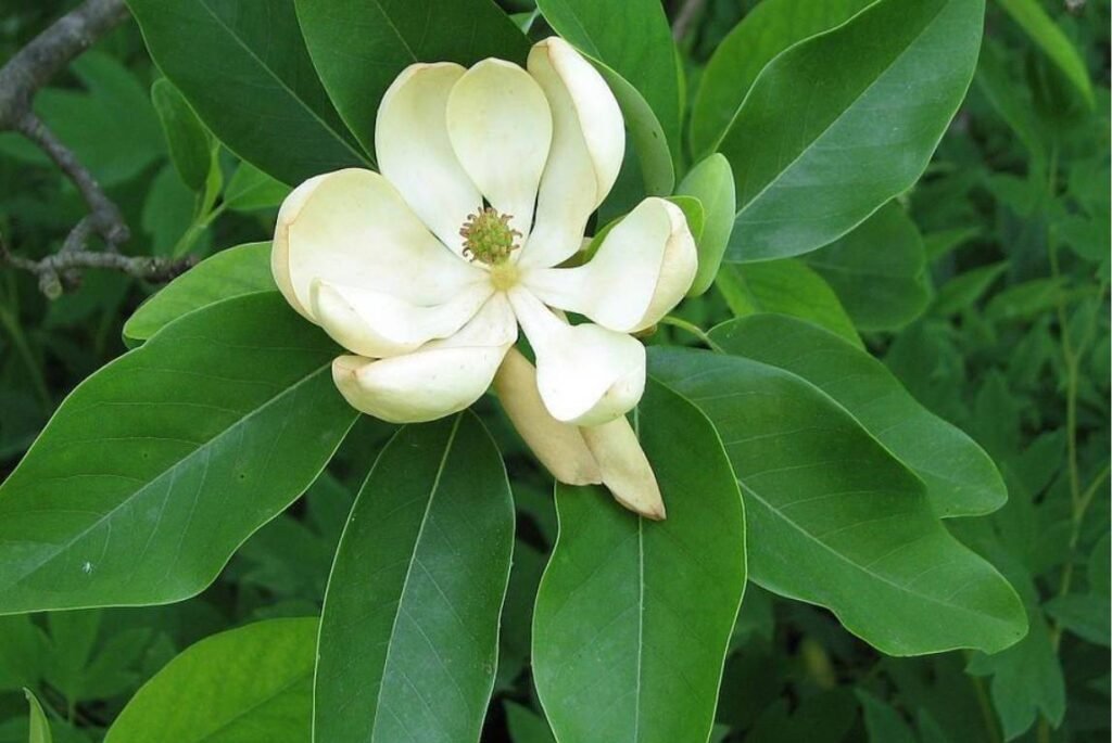 Sweetbay Magnolia