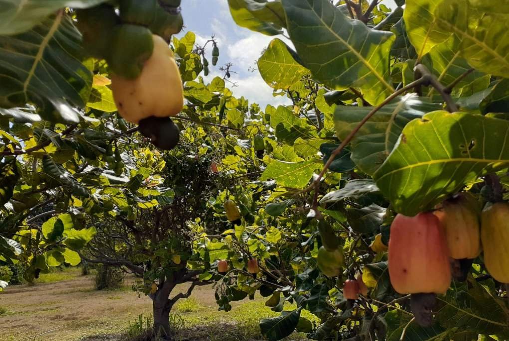 What Does a Cashew Tree Look Like