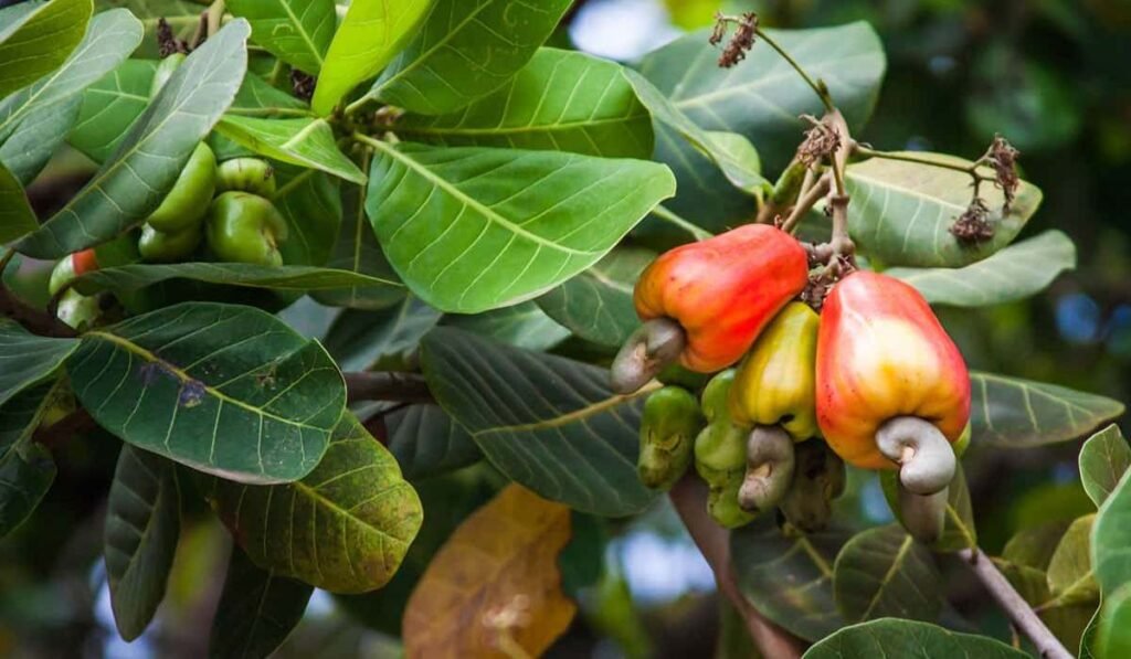 What Does a Cashew Tree Look Like