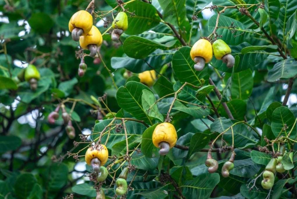 What Does a Cashew Tree Look Like