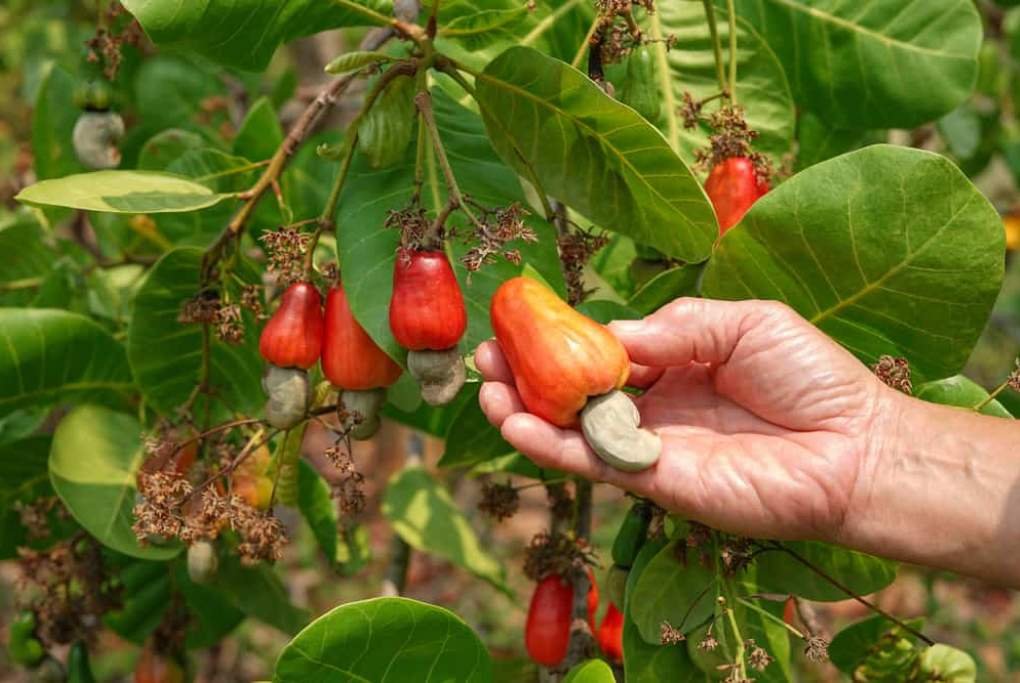 What Does a Cashew Tree Look Like