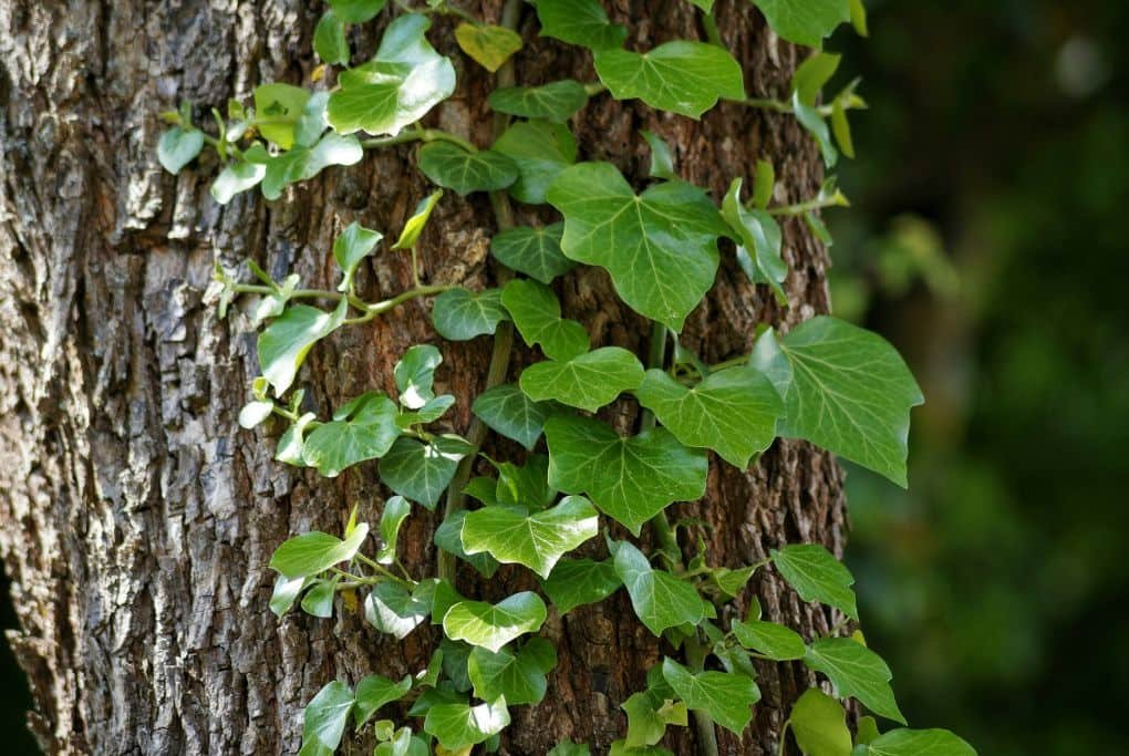 does ivy kill a tree