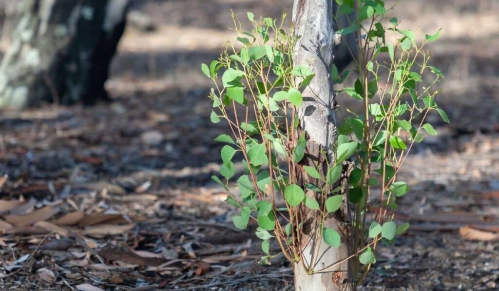 how to stop tree sprouts without killing tree