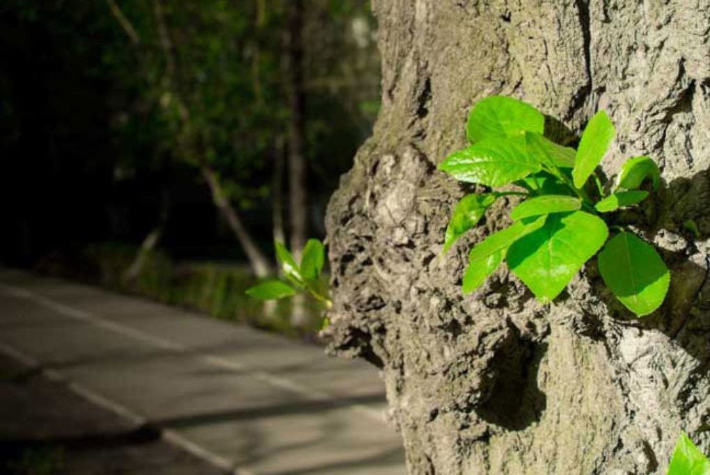 how to stop tree sprouts without killing tree
