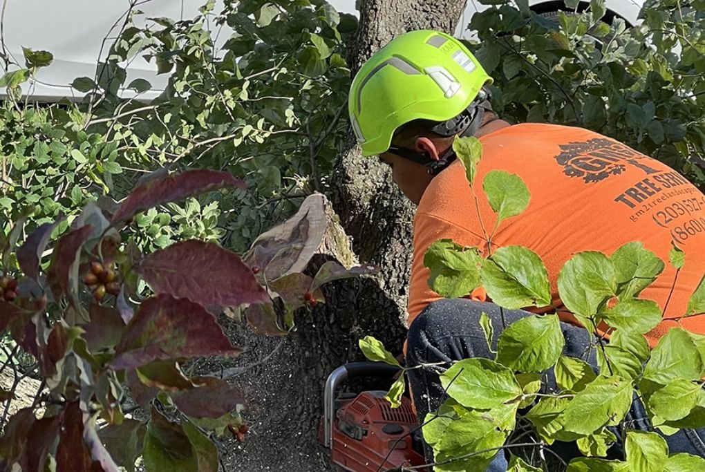 How to Stop Tree Sprouts Without Killing Your Tree