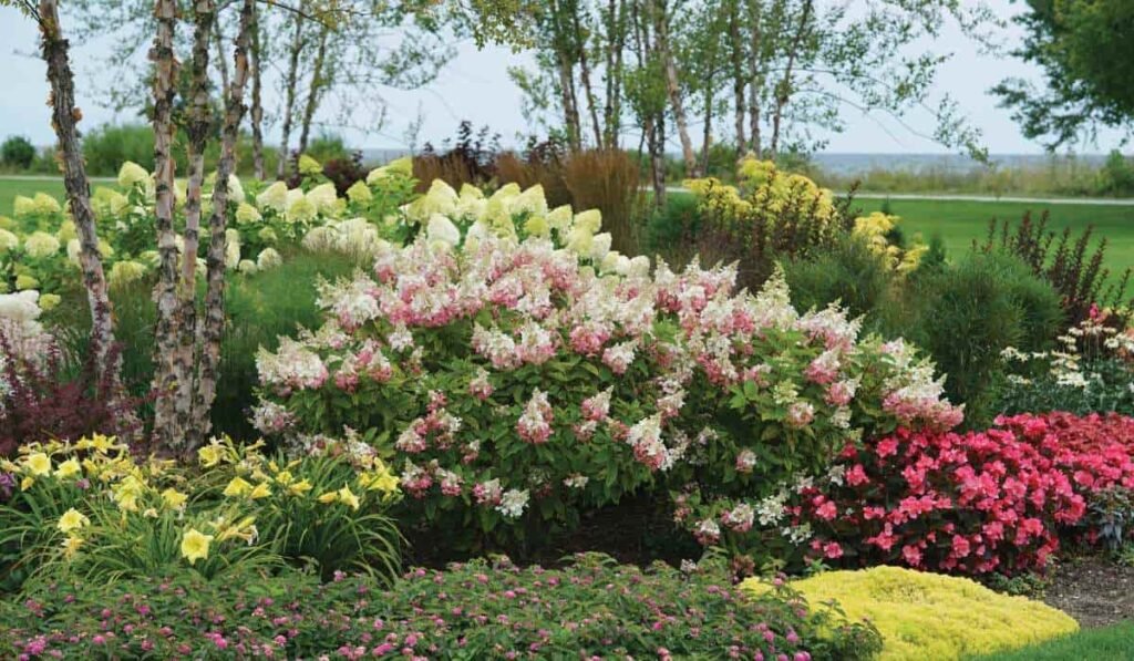 pinky winky hydrangea tree