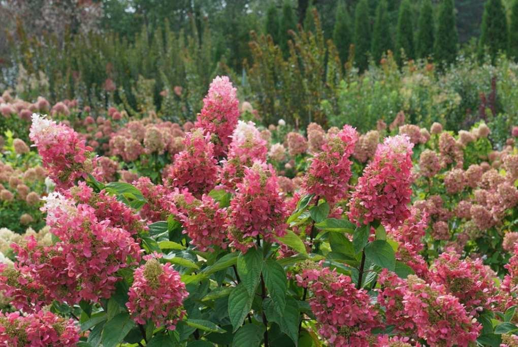 pinky winky hydrangea tree