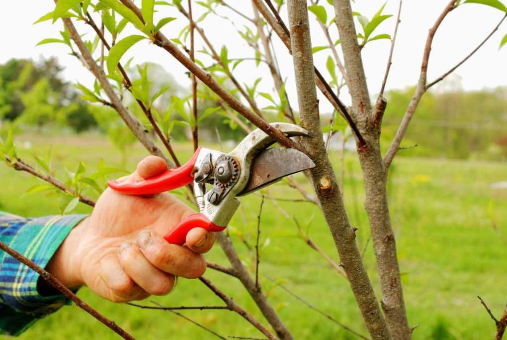 pruning peach trees