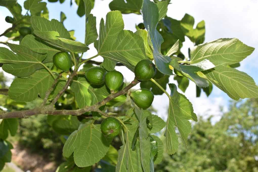 when do fig trees produce fruit