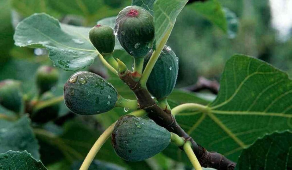 when do fig trees produce fruit