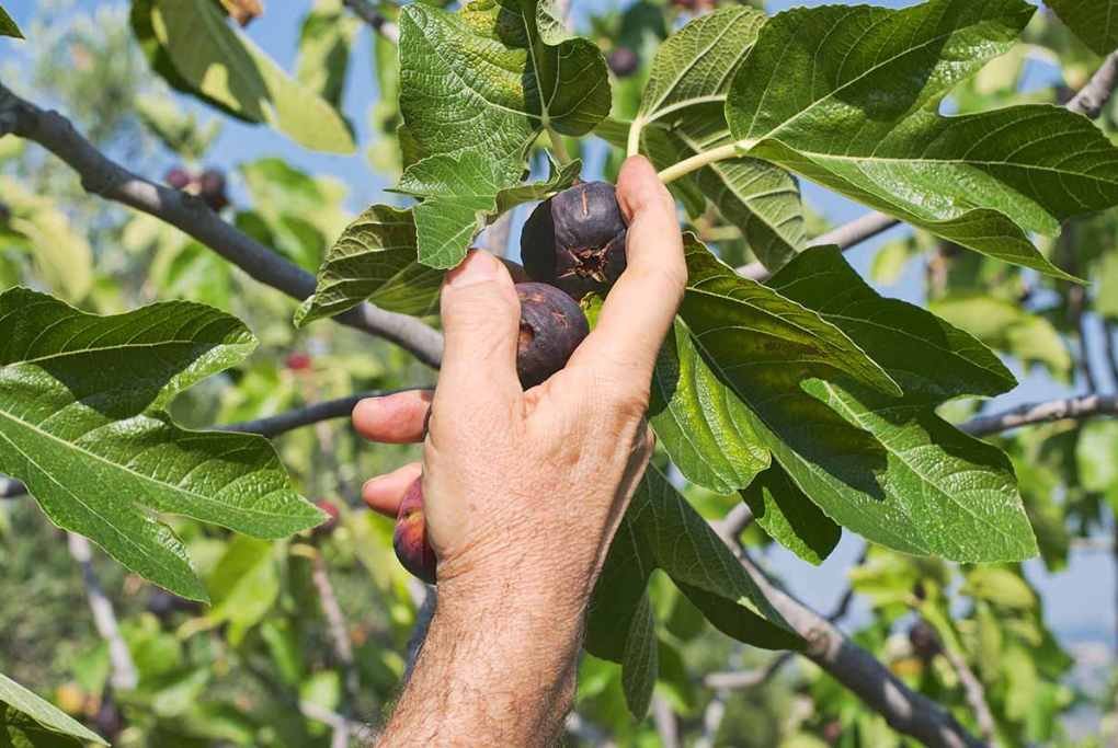 fig trees produce fruit