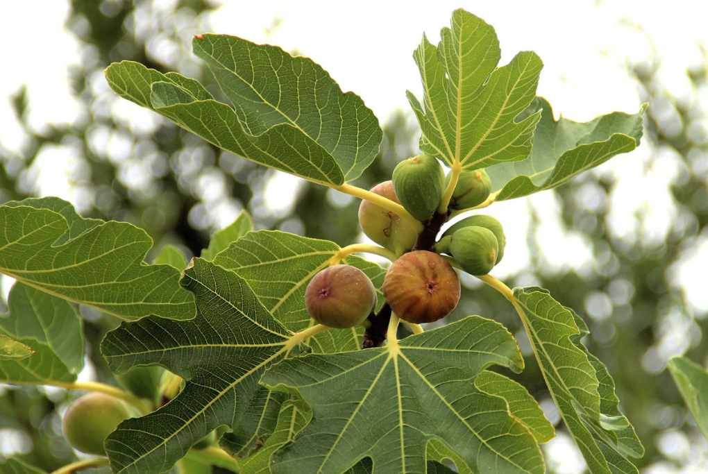 fig fruit